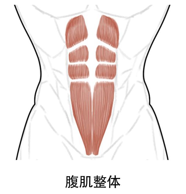 用器材练腹肌_练腹肌最有效的器材_练腹肌器具